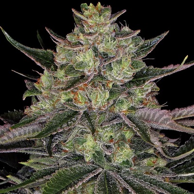 Barney's Farm Gorilla Zkittlez semena neobsahují THC 10 ks – Zboží Dáma