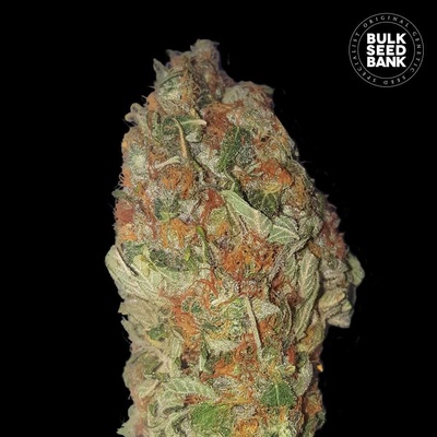 Bulk Seed Bank Green Candy semienka neobsahujú THC 100 ks