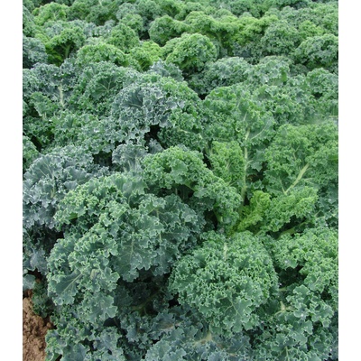 Kel kučeravý Kapral - Brassica oleracea L. convar. - semená kelu - 300 ks