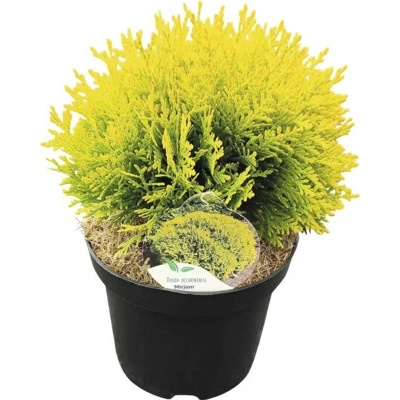 Tuja západná, Thuja occidentalis 'Mirjam'® 20-30 cm kvetináč 2,5 l