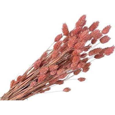 Sušená tráva Phalaris - Chrastica 100g - staroružová