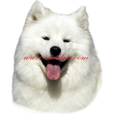 Samolepka samojed 259- archiv