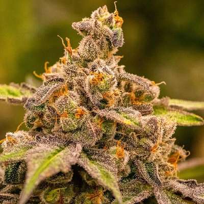 Anesia Seeds UMME semienka neobsahujú THC 5 ks
