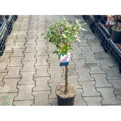Vŕba štíhlopestíková (Salix gracilistyla) ´MOUNT ASO´® - výška 40-60 cm, kont. C1L - NA KMIENKU