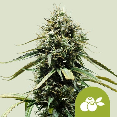 Royal Queen Seeds Haze Berry Automatic semienka neobsahujú THC 100 ks