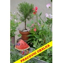 Knihy Zahrádka v květináči pro váš balkon i okenní parapet