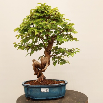e-bonsai Venkovní bonsai -Carpinus Coreana - Habr korejský