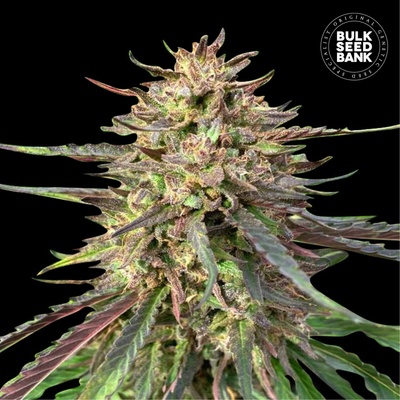 Bulk Seed Bank AUTO CBD Guerilla Glue semena neobsahují THC 1000 ks