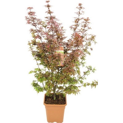 Javor dlanitolistý Acer palmatum 'Shaina' výška 80-100 cm hranatý kvetináč 14 l