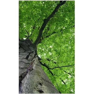 DIMEX ART Флизелинов фототапет корона на дървото 150 x 250 см