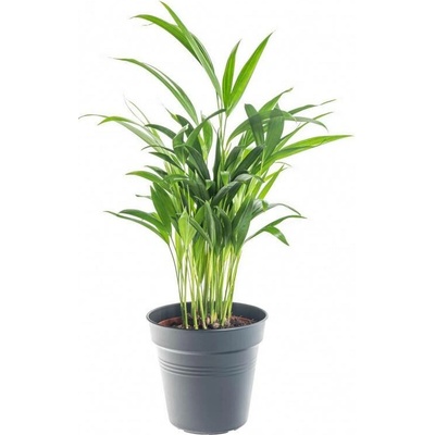Areka, Areca lutescens, vysoká 30 - 60 cm, průměr květináče 17 cm