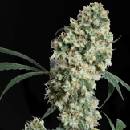 Sensi Seeds Ed Rosenthal Super Bud regular semena neobsahují THC 10 ks