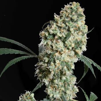 Sensi Seeds Ed Rosenthal Super Bud regular semena neobsahují THC 10 ks