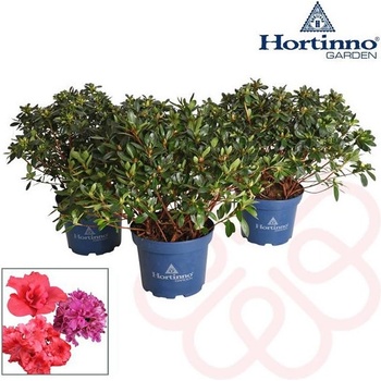 thuja occidentalis argento culta rh d3 Thuja Planet Earth 3 Gallon