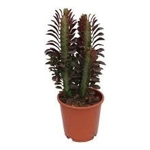 Euphorbia Trigona Rubra