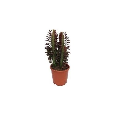 Euphorbia Trigona Rubra