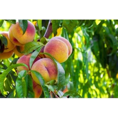 Broskyňa obyčajná (Prunus Persica) ´SWEET HEAVY´ - neskorá, výška 150-180 cm, obvod kmeňa 4/6 cm, kont. C10L