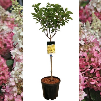 Щамбова Хортензия Candlelight® - паникулата