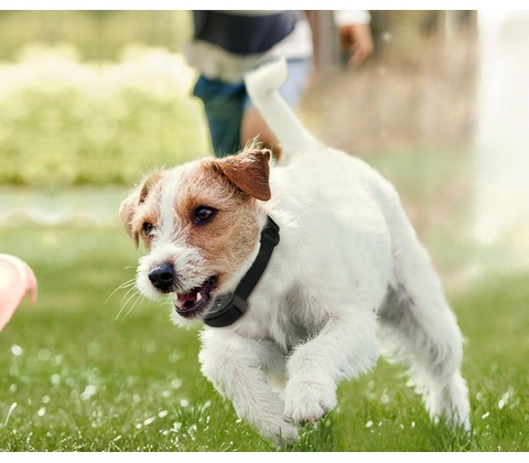 Petrainer PET852