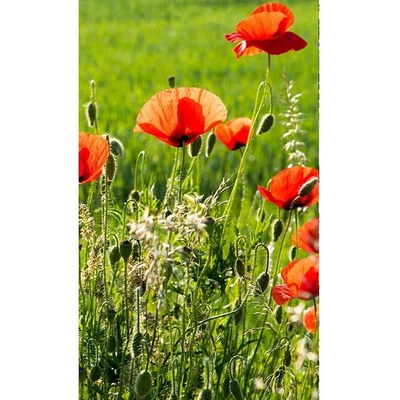 Dimex MS-2-0092 vliesová fototapeta rozměry 150 x 250 cm