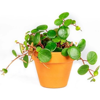 Gardners Peperomia Pepperspot, průměr 6 cm Peperomie, pepřinec