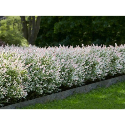 Vŕba japonská Hakuro Nishiki , výška 20-40 cm, kvetináč 1,5 l