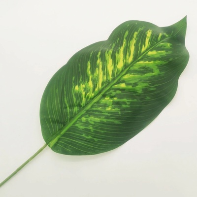 List Dieffenbachia