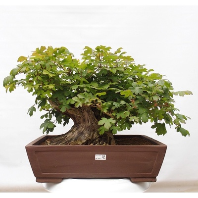 e-bonsai Venkovní bonsai -Javor babyka - Acer campestre