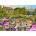 Gibsons - Puzzle Birdsong by the Stream - 1 000 piese