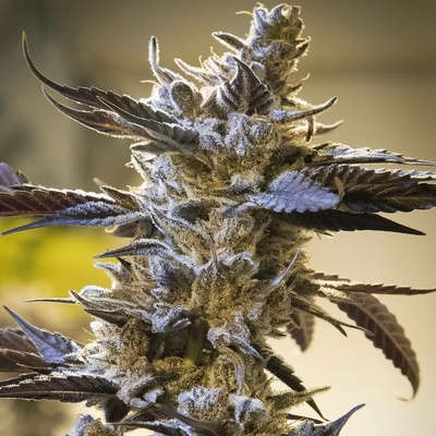 High Speed Buds Ghost Train OG AUTO semena neobsahují THC 1 ks