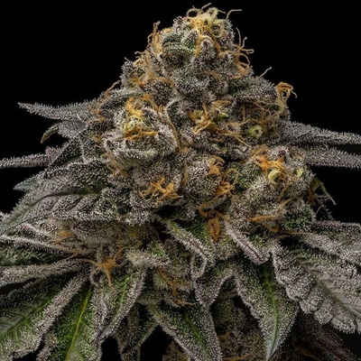 Ripper Seeds Break Pad Breath semena neobsahují THC 5 ks