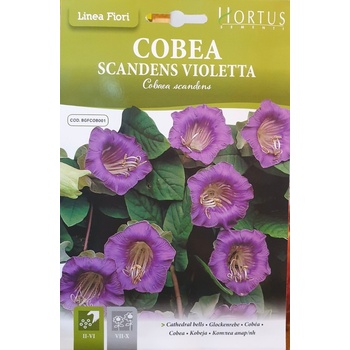 Image 1 of Hortus Кобея Лилава Cobaea Skandens