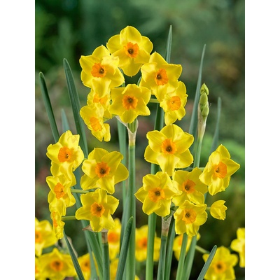 Narcis 'Golden Dawn' 5 ks – Zboží Mobilmania