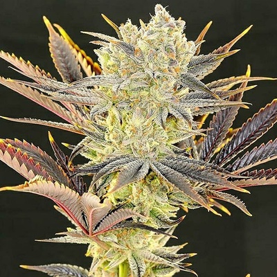 ETHOS GENETICS CITRADELIC SUNSET semena neobsahují THC 5 ks