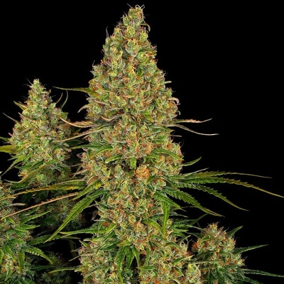 Sensi Seeds Research Sticky Orange XXL AUTO semena neobsahují THC 3 ks