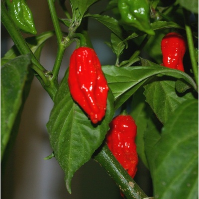 CHILLIMAT Chilli sazenice Naga Morich 1ks