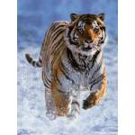Ravensburger - Puzzle Tiger in Winter - 500 piese
