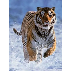 Ravensburger - Puzzle Tiger in Winter - 500 piese