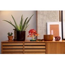 Image 1 of LEGO® Botanicals - Japanese Red Maple Bonsai Tree (10348)