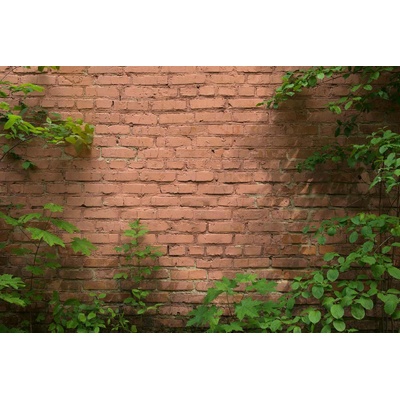 DIMEX ART Флизелинов фототапет обрасла тухлена стена 375 x 250 см