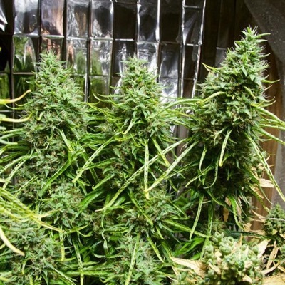 Ace Seeds Golden Tiger regular semena neobsahují THC 5 ks