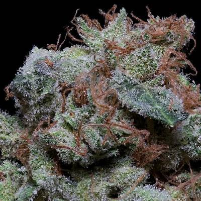 Don Avalanche Seeds Don Cherrypie semena neobsahují THC 5 ks