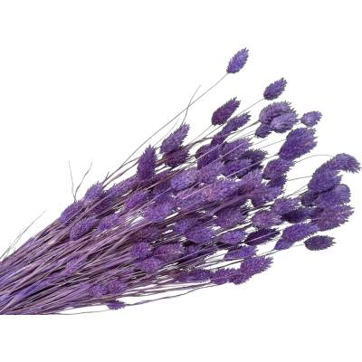 Sušená tráva Phalaris - Chrastica 100g - fialová