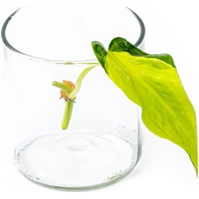 Gardners Philodendron scandens Brasil - řízek k zakořenění Filodendron
