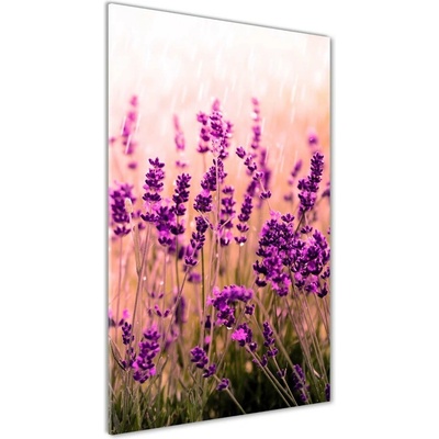 Vertikálny foto obraz fotografie na skle Pole levanduľe 50x100 cm