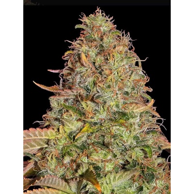 Dutch Passion Auto Glueberry O.G. 0% THC Balenie: 10 ks