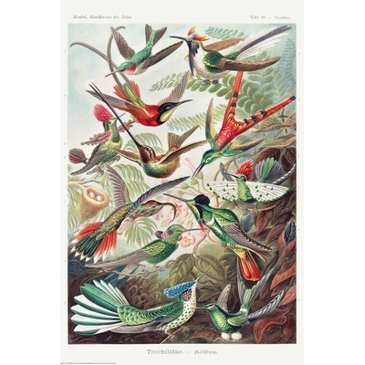 Plagát, Obraz - Ernst Haeckel - Kolibris, 61 × 91.5 cm