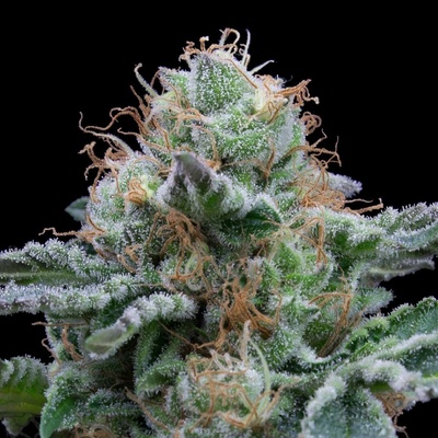 Exclusive Seeds Bank AUTO Tasty semena neobsahují THC 3 ks