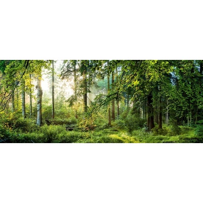 Sklenený obraz Les, 125 × 50 cm, GL-02035