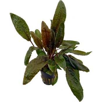 Cryptocoryne wendtii 'Tropica'